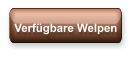 Verfügbare Welpen